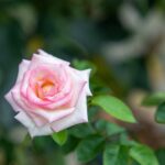 flowe, petals, leaves, flroa, botany, pale pink, nature, pink bud