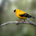 bird, perched, animal, feathers, plumage, beak, bill, bird watching, ornithology, animal world, nature, bird, bird, bird, bird, bird